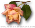 Rosette Delizy - www.roses-nabonnand copyright